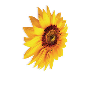 APLIQUE EVA GIRASSOL