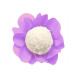 Form Nstyle Lilas C/40un